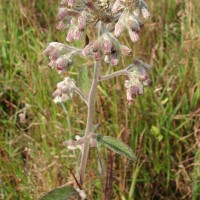 Blumea hieraciifolia var. flexuosa (C.B.Clarke) Randeria